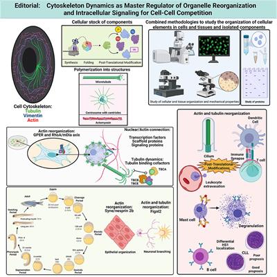 Editorial: Cytoskeleton Dynamics as Master Regulator of Organelle Reorganization and Intracellular Signaling for Cell-Cell Competition